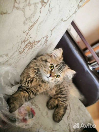 Вислоухие котята