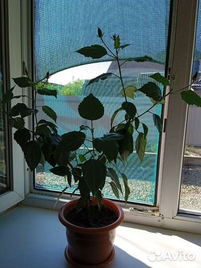 Гибискус китайская роза