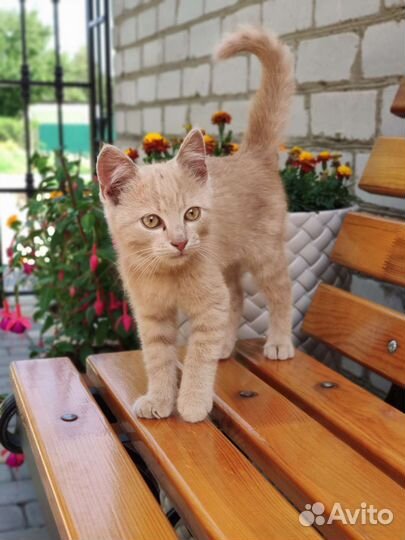 Рыжий котенок
