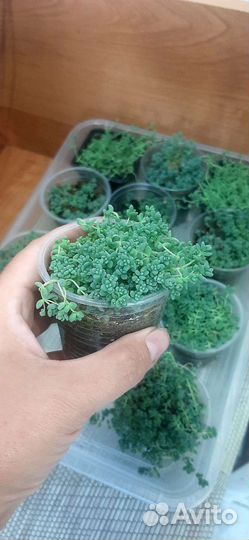 Седум дасифиллум минор