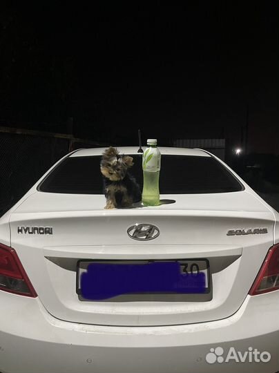 Йоркширский терьер мини