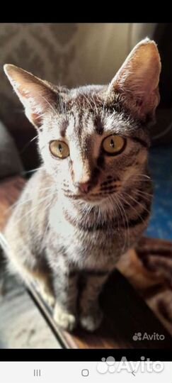 Кошечки ищут маму