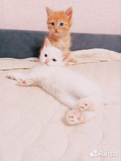 Очаровательные котята в добрые руки