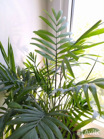 Комнатные цветы