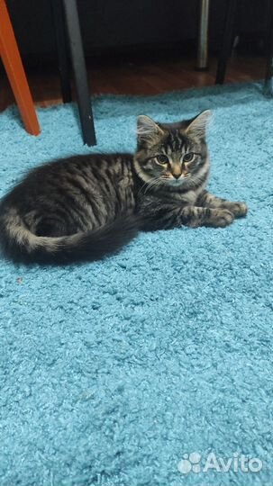 Отдам в добрые руки