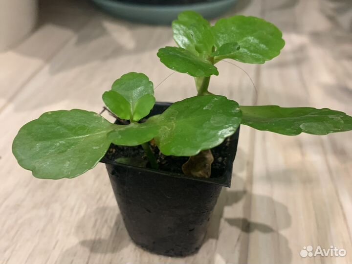 Комнатные цветы каланхоэ