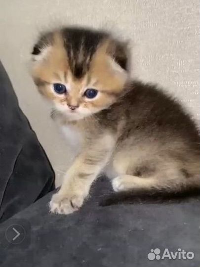 Шотландские котята