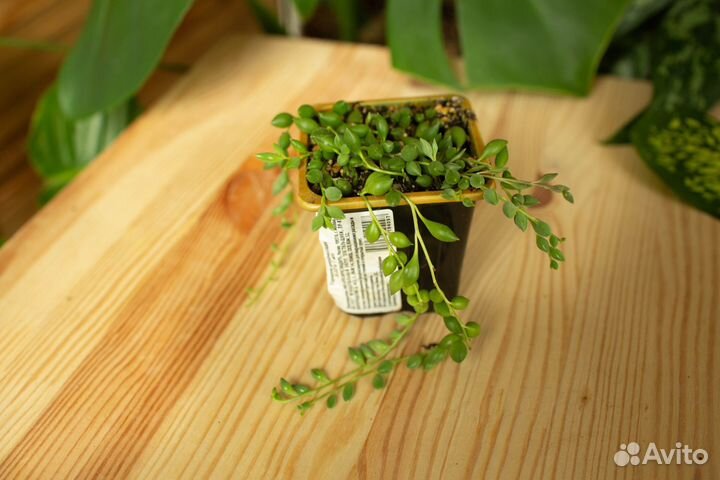 Крестовник обычный, вариегатный и пр