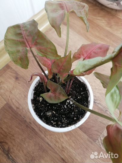 Сингониум braun