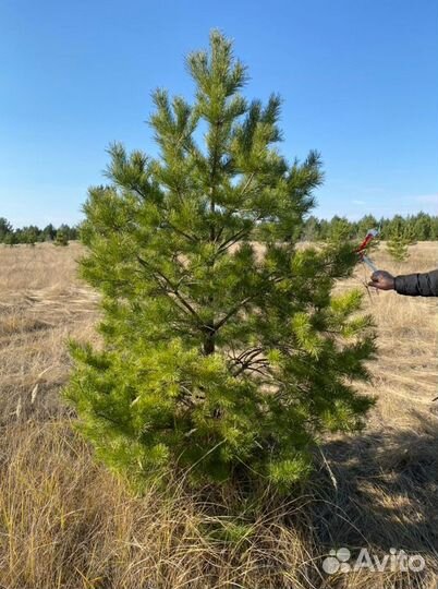 Сосна обыкновенная