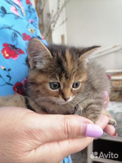 Кошечка в добрые руки 2 мес