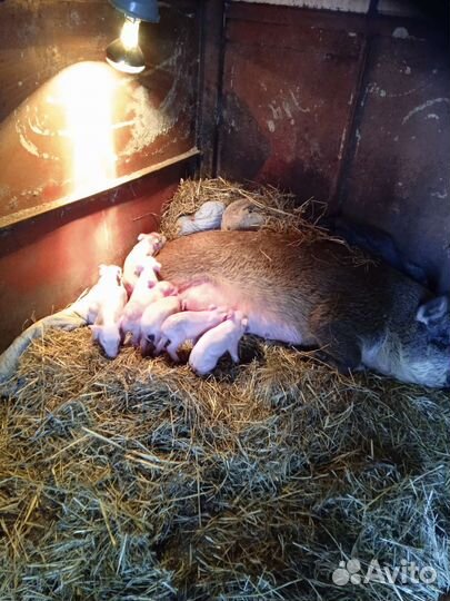 Хряк русская свинья на племя Въетнамская