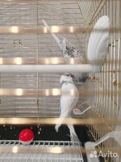 Клетка + 2 волнистых попугая