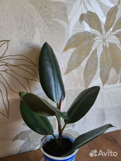 Фикус робуста 30см