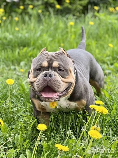 Американский Булли Вязка