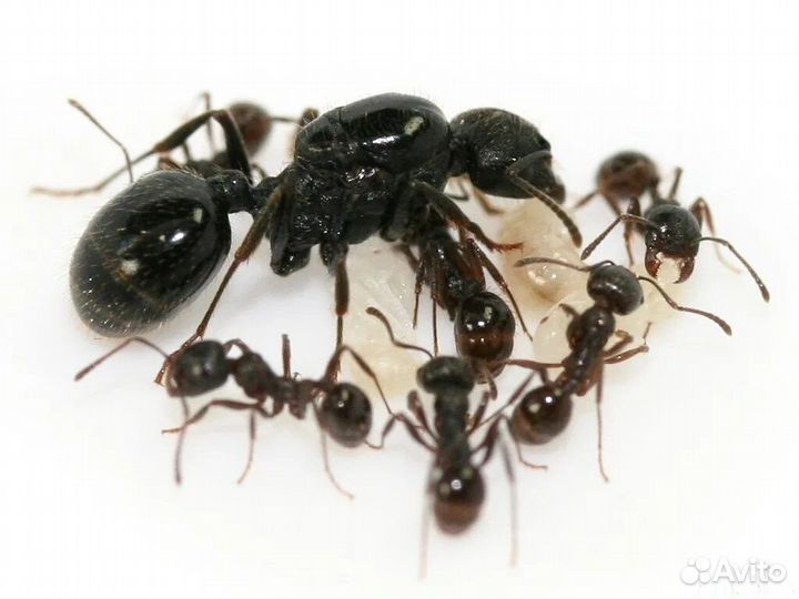 Муравьи messor structor