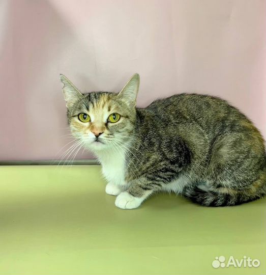 Кошечка в добрые руки