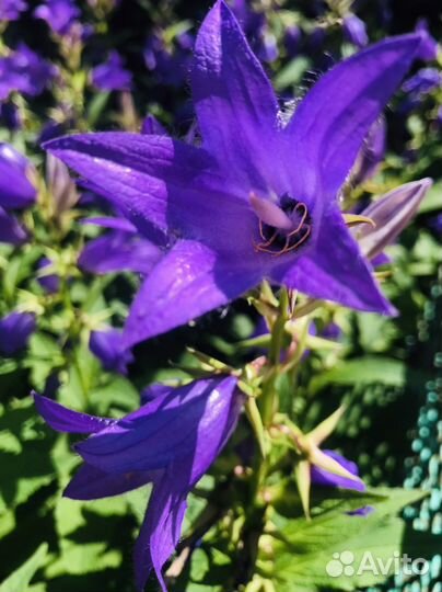 Колокольчики цветы