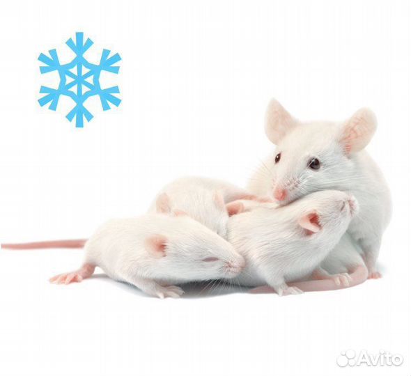 Кормовые мыши, крысы замороженные