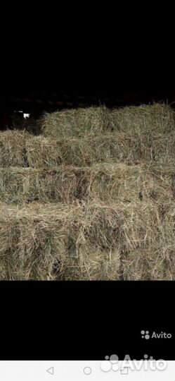 Сено в тюках по 25 кг возможно обмен на телят овец