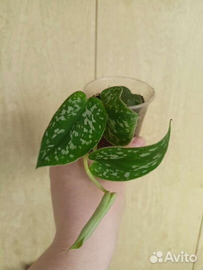 Сциндапсусы разные