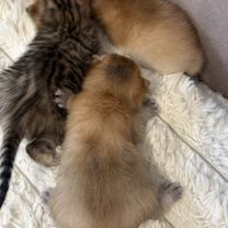 Шотландский вислоухий короткошёрстный котёнок