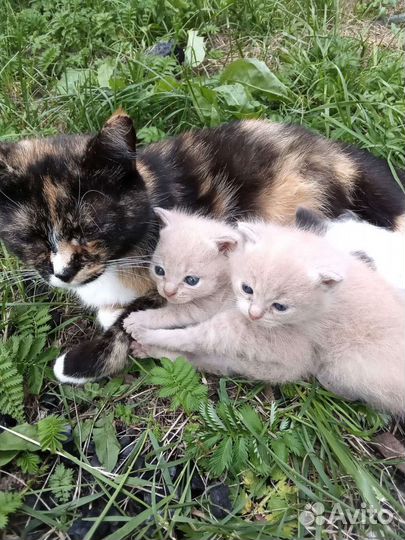 Котята отдам бесплатно