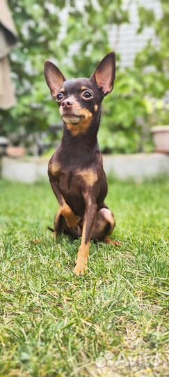 Той-терьер вязка