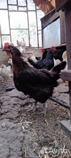 Продажа птицы