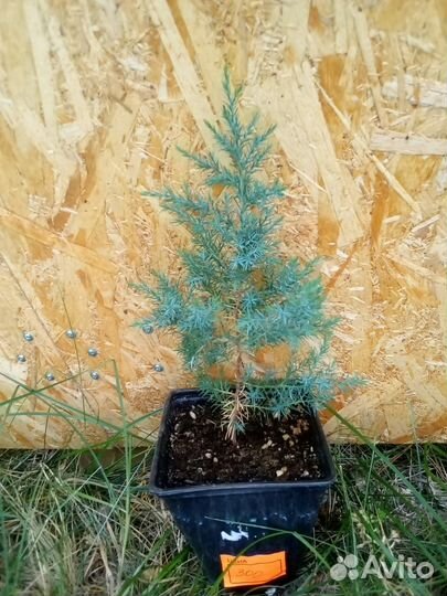 Можжевельник виргинский