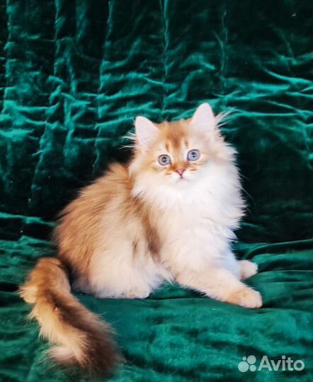 Британская длинношерстная золотая шиншилла