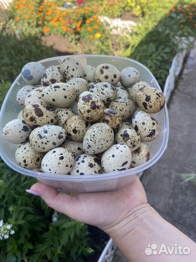 Яйца перепелиные, столовые