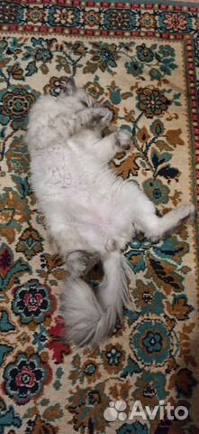 Персидский кот в хорошие руки объявление продам