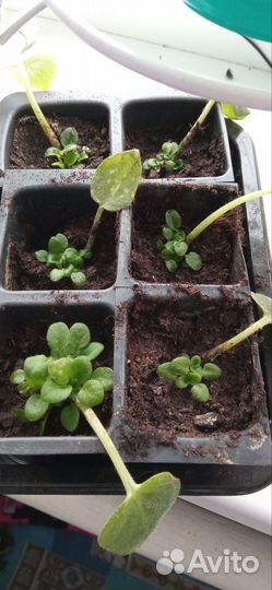 Фиалка ампельная