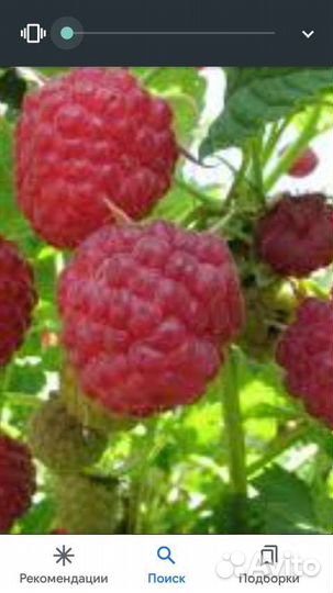 Малина,слива, вишня, смородина