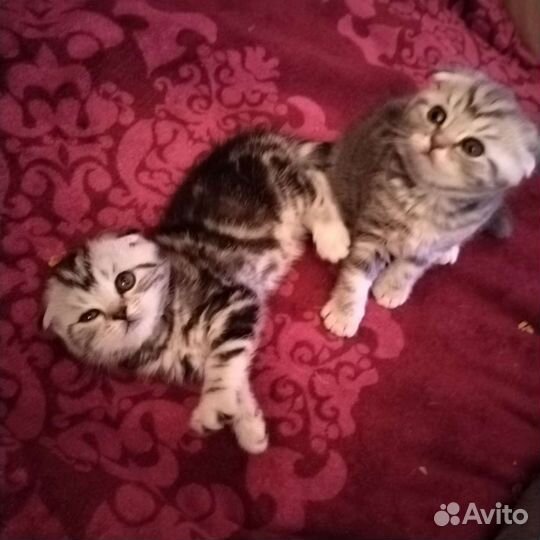 Британские вислоухие котята