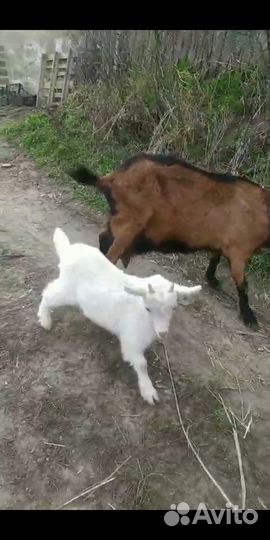 Коза молочная+козлёнок