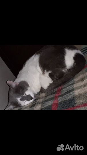 Передержка для собак и кошек