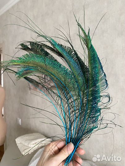 Перья павлина 9 штук