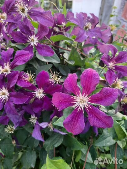 Клематисы