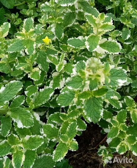 Мята 