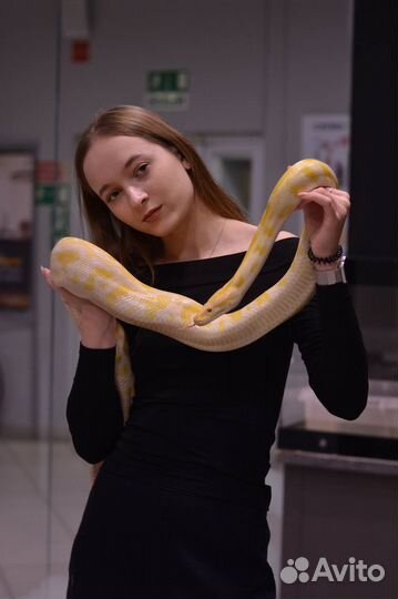 Змея для фотосессии