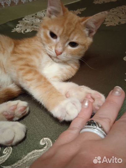 Котенок девочка в добрые руки