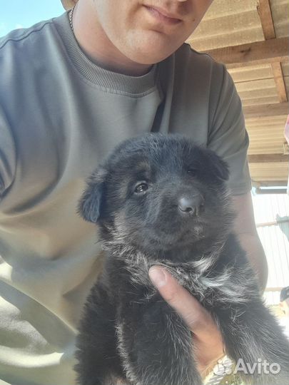 Немецкая овчарка