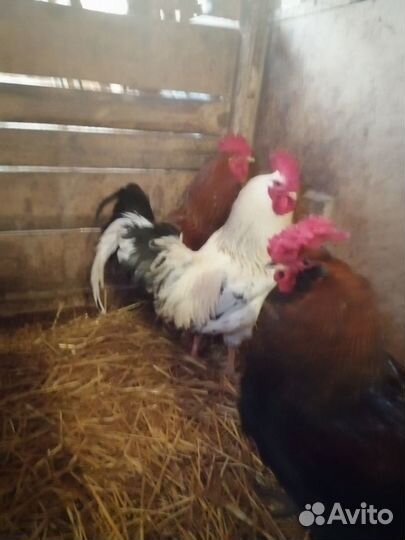Куры молодки петушки леггорн джерси амераукана рчб