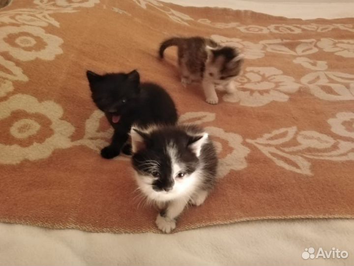 Котята в добрые руки