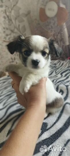 Щенки чихуахуа мини