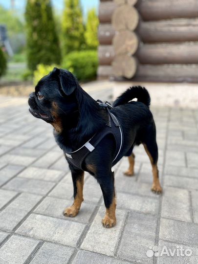 Пти брабансон вязка