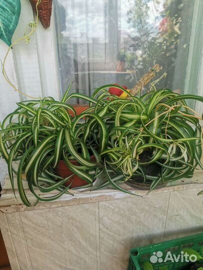 Хлорофитум кудрявый