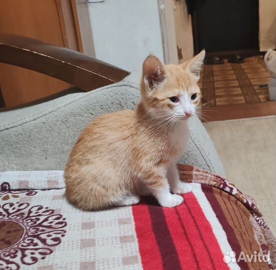 Котенок в добрые руки